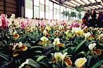 EUROFLORA 2001 - Prato di orchidee in un anello del Padiglione "S"