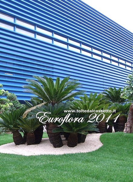EUROFLORA 2011 - Palme nane si stagliano sul Padiglione "Blu"