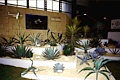 EUROFLORA 1991 - Universit degli Studi di Genova: Le piante esotiche dei giardini di Villa Hanbury (Ventimiglia IM)