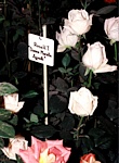 EUROFLORA 1996 - rosa Donna Marella Agnelli