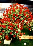 EUROFLORA 1996 - Composizione rose "Rosso Antibes"