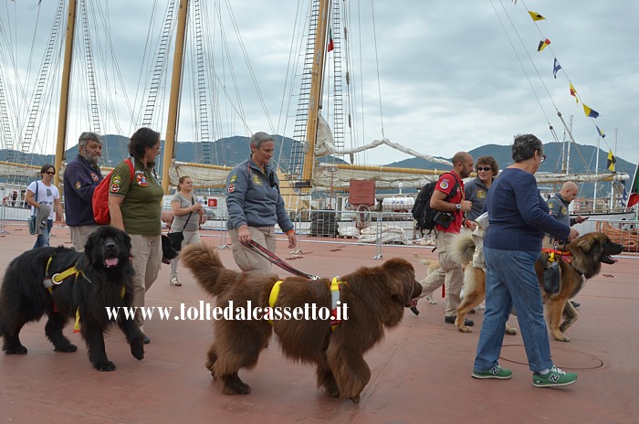LA SPEZIA (Festa della Marineria 2013) - Cani da salvamento passeggiano con i loro istruttori sul maxi pontile dove sono attraccate alcune Tall Ships 