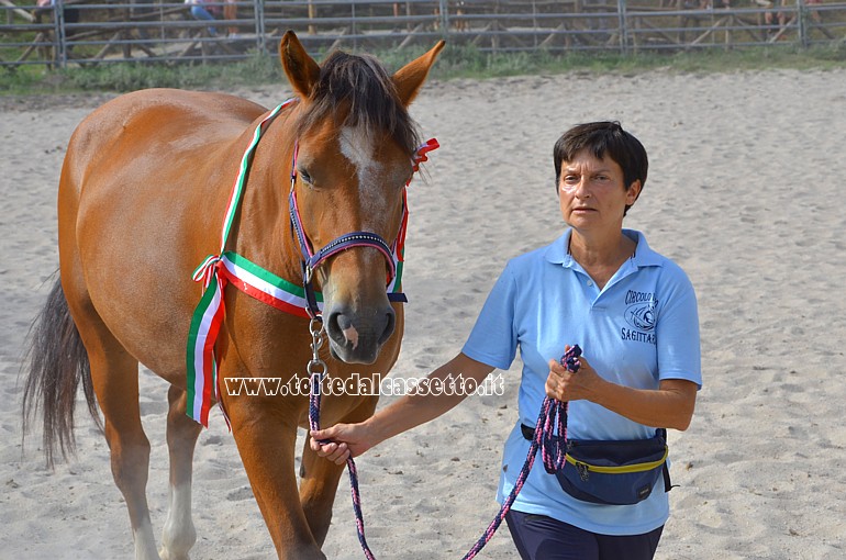 COMANO CAVALLI - Esemplare premiato al "Campionato Nazionale di Morfologia del Cavallo di Razza Appenninica"