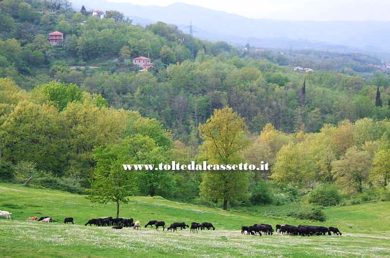 TRESANA - Ovini e bovini in un pascolo di media montagna