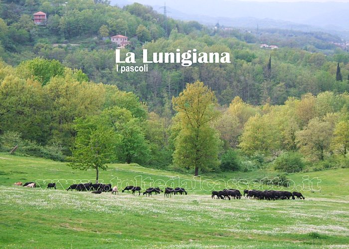 LA LUNIGIANA - Ovini e bovini in un pascolo di media montagna