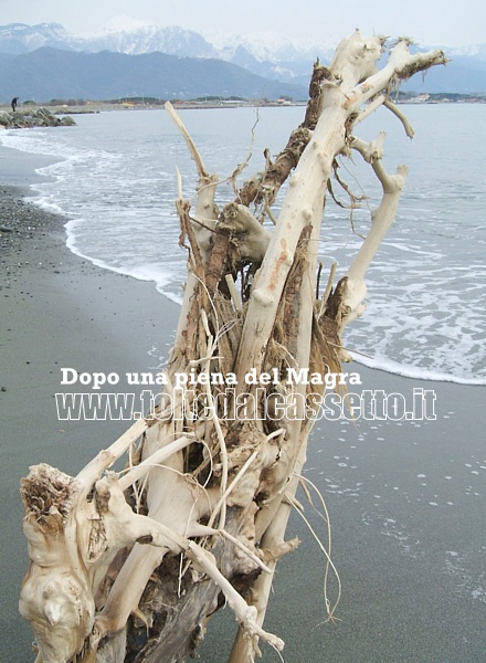 FIUMARETTA - Artistico blocco di radici finito sulla spiaggia dopo una piena del Magra. Sullo sfondo le Alpi Apuane