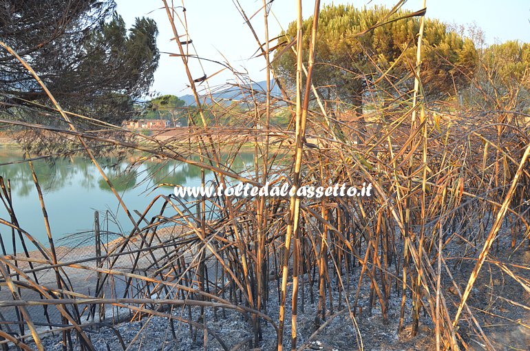 PARCO DEL MAGRA (Piano di Vezzano Ligure) - Canneto sulle sponde del Lago Curadi bruciato dal fuoco dell'incendio scoppiato il 7 agosto 2015