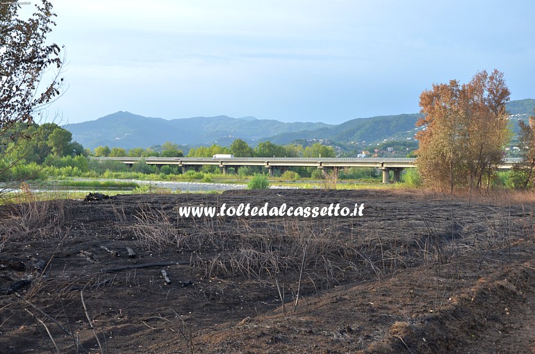 PARCO DEL MAGRA (Piano di Vezzano Ligure) - Sponda del fiume bruciata dell'incendio scoppiato il 7 agosto 2015. Sullo sfondo il viadotto dell'Autostrada A12