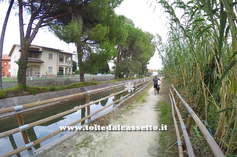 CANALE LUNENSE (Pista Ciclabile) - A Castelnuovo Magra l'impianto scorre in un tratto rettilineo costeggiato da un filare di pini marittimi