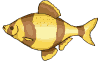 Elemento decorativo del testo - Immagine animata di un pesce