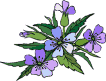 Immagine animata di un fiore