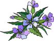 Immagine animata di un fiore Immagine animata di un fiore