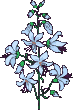 Immagine animata di un fiore Immagine animata di un fiore