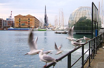 GENOVA - Gabbiani al Porto Antico