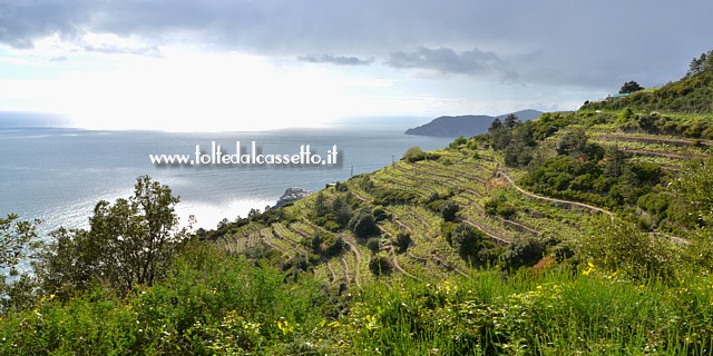 CINQUE TERRE - Terrazzamenti della costa collinare a Corniglia