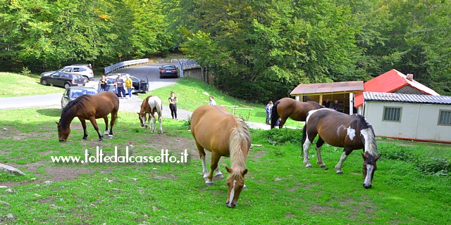 PASSO DEL LAGASTRELLO - Cavalli allo stato brado