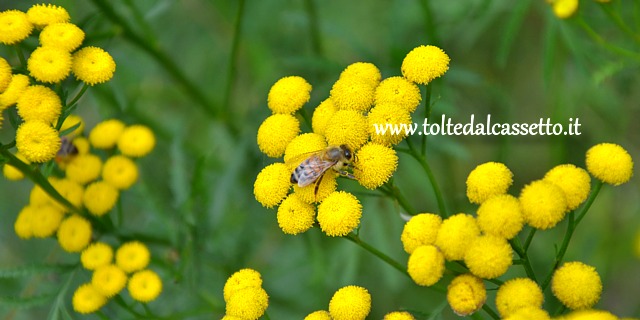 CALICE AL CORNOVIGLIO - Ape al lavoro su un cespuglio di fiori gialli