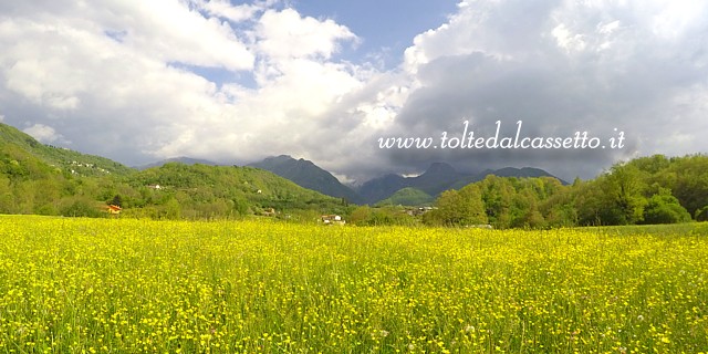 GRAGNOLA - Le Alpi Apuane fanno da sfondo ad un prato di fiori gialli
