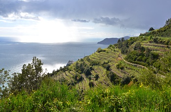 CINQUETERRE - Terrazzamenti della costa collinare a Corniglia