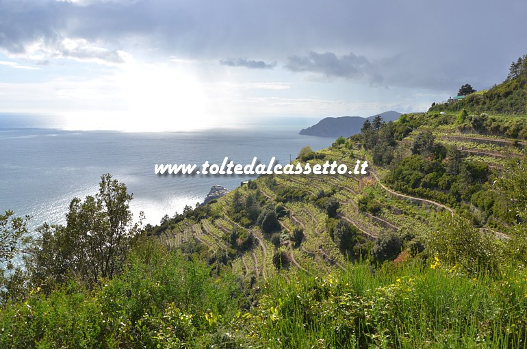 CINQUE TERRE - Terrazzamenti della costa collinare a Corniglia