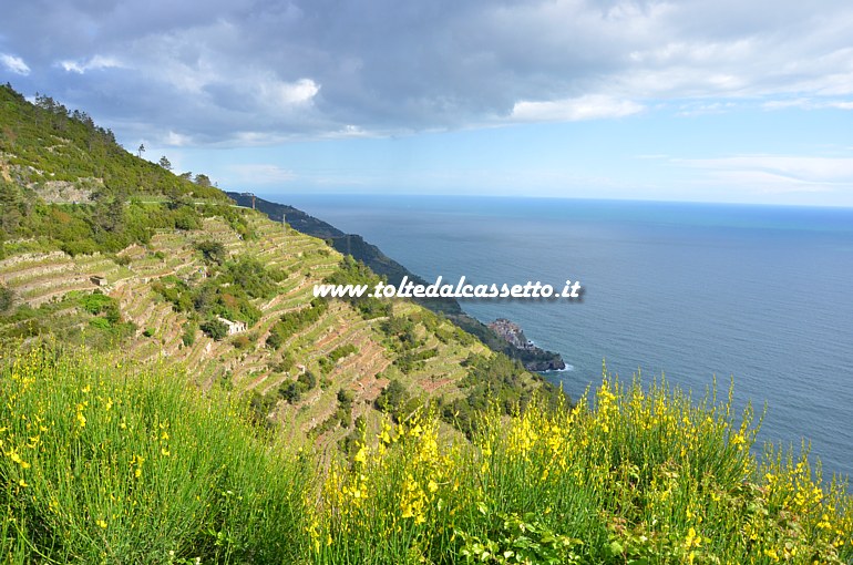 CINQUE TERRE - Terrazzamenti della costa collinare a Manarola