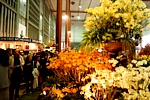EUROFLORA 1981 - Fiori nel padiglione dell'Olanda
