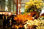 EUROFLORA 1981 - Fiori nel padiglione dell'Olanda