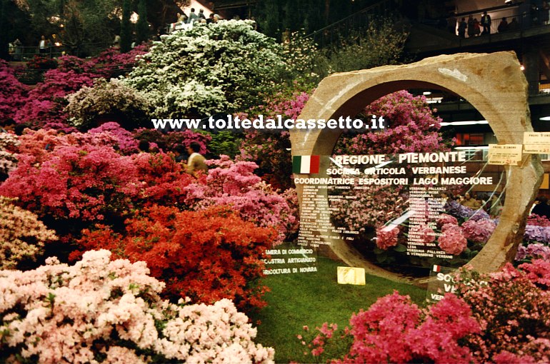 EUROFLORA 1981 - Azalee degli espositori del Lago Maggiore (Regione Piemonte)