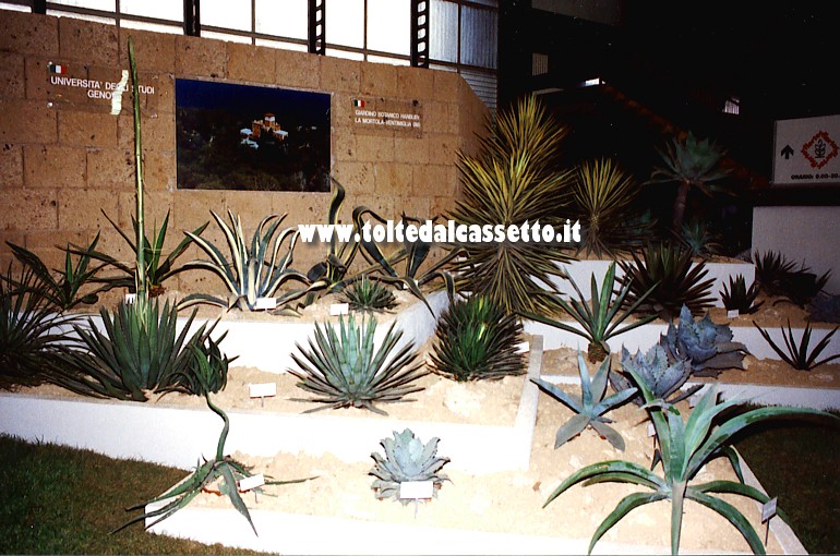 EUROFLORA 1991 - Piante esotiche dei giardini di Villa Hanbury