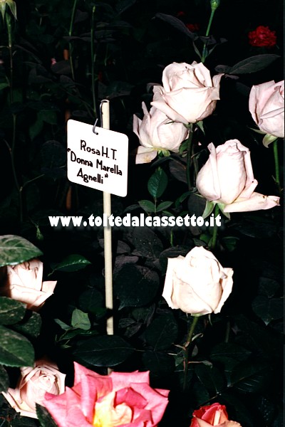 EUROFLORA 1996 - Rosa "Donna Marella Agnelli"