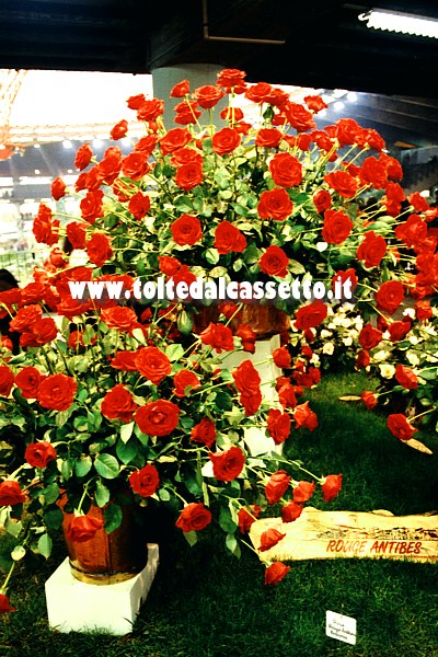 EUROFLORA 1996 - Composizione di rose "Rosso Antibes"