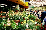 EUROFLORA 2001 -  Esemplari di fiori in vaso