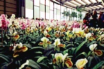 EUROFLORA 2001 - Prato di orchidee in un anello del Padiglione "S"