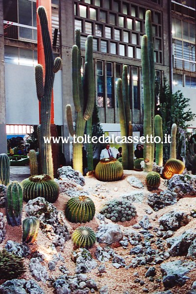 EUROFLORA 2001 - Piante grasse in ambiente arido