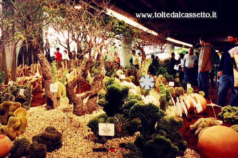 EUROFLORA 2001 - Piante grasse dalle forme strane