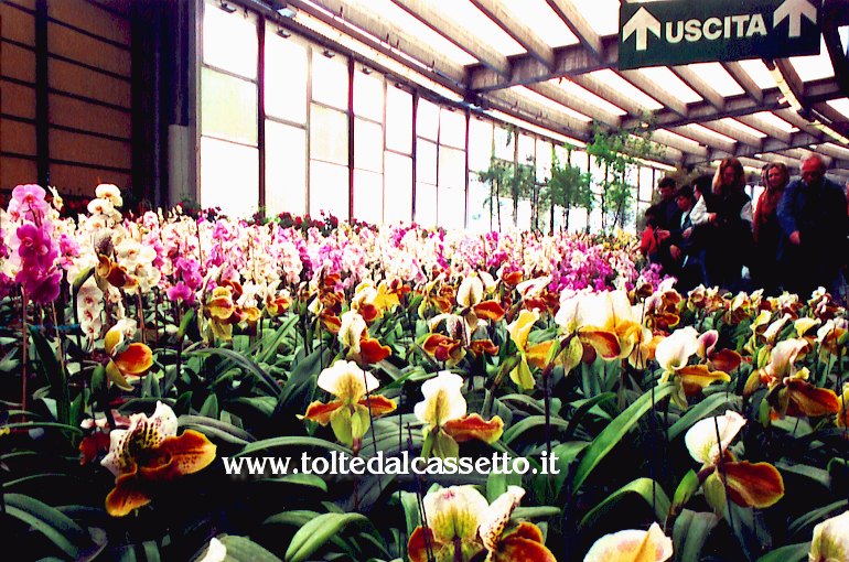 EUROFLORA 2001 - Prato di orchidee in un anello del Padiglione "S"