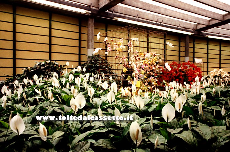 EUROFLORA 2001 - Prato di spathiphyllum al Padiglione "S"