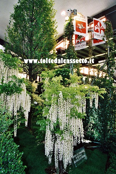 EURLOFLORA 2006 - Piante di glicine nel giardino della Regione Toscana (realizzazione a cura della Camera di Commercio e della Provincia di Pistoia)