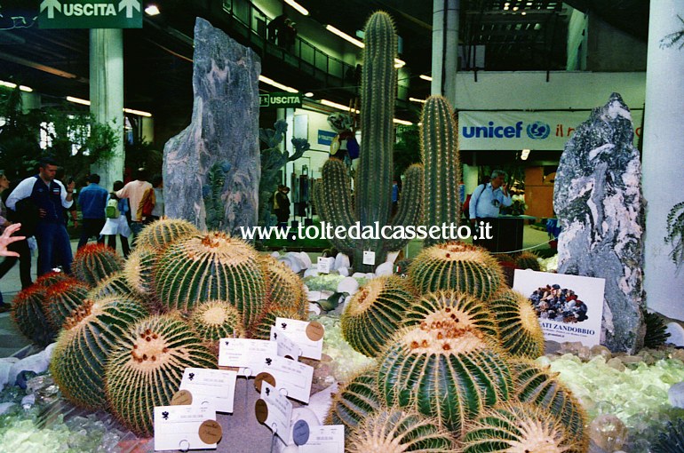 EUROFLORA 2006 - Piante grasse "cuscino della suocera"