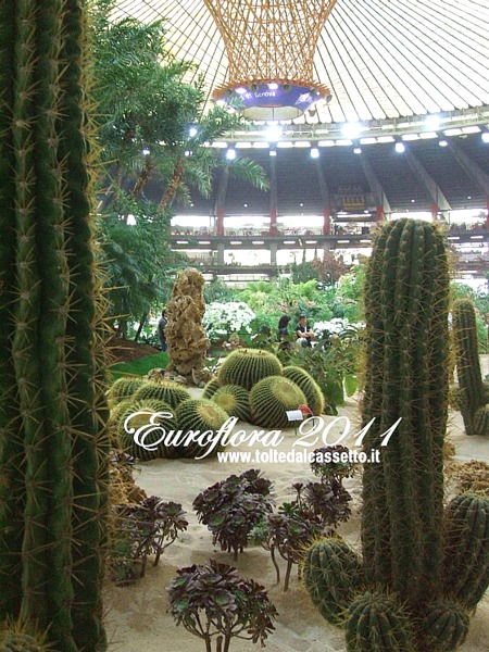 EUROFLORA 2011 - Echinocactus grusonii (volgarmente meglio conosciuta come "cuscino della suocera" e altre piante grasse nell'ambiente desertico del Padiglione "S"