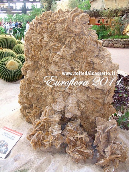 EUROFLORA 2011 - Uno splendido esemplare di "rosa del deserto" proveniente dalla Tunisia