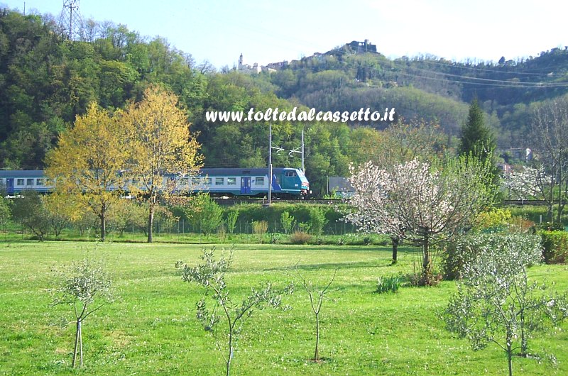 FERROVIA SPEZIA-PISA - Un treno di linea sotto la collina di Trebiano