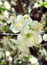 Fioritura di susino di San Giovanni nella campagna lunigianese