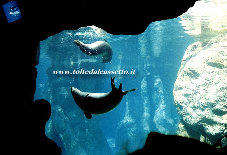 GENOVA (Porto Antico / Acquario) - La vasca delle foche
