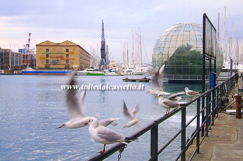 GENOVA - Gabbiani al Porto Antico. Sullo sfondo la Bolla di Renzo Piano