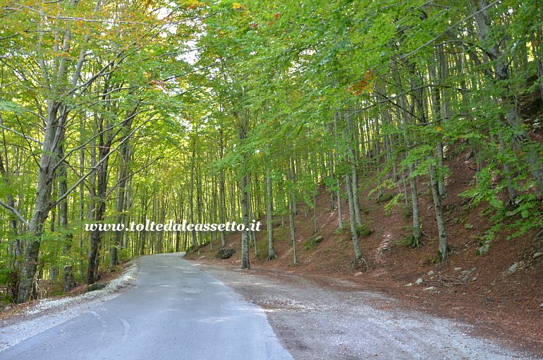 ALPI APUANE - Bosco di faggi tipico della Val Serenaia