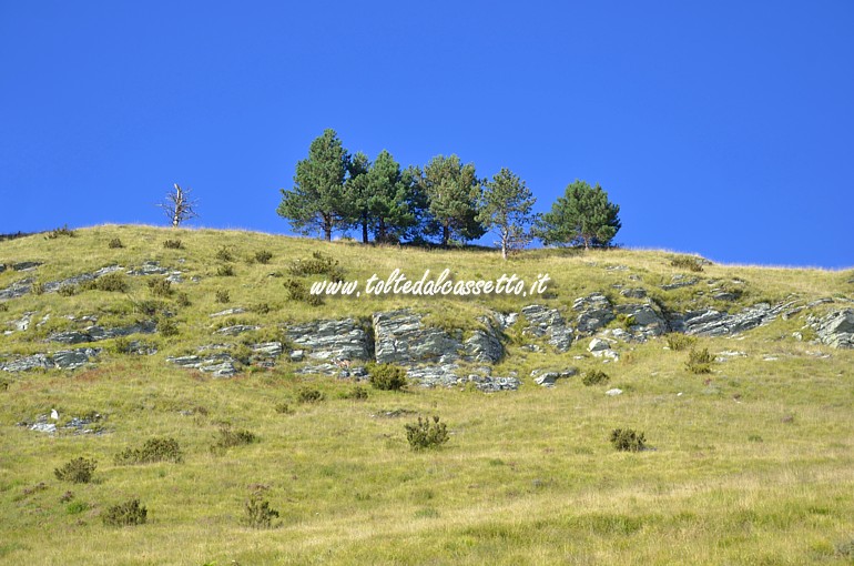 ALPI APUANE (Campocecina) - Alberi isolati crescono sul crinale delle montagne