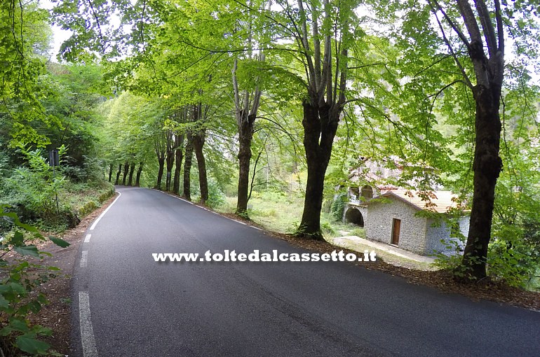 ALPI APUANE - Punto alberato della Strada Provinciale n.13 di Val d'Arni che sale da Castelnuovo Garfagnana scorrendo lungo il canalone del torrente Turrite Secca