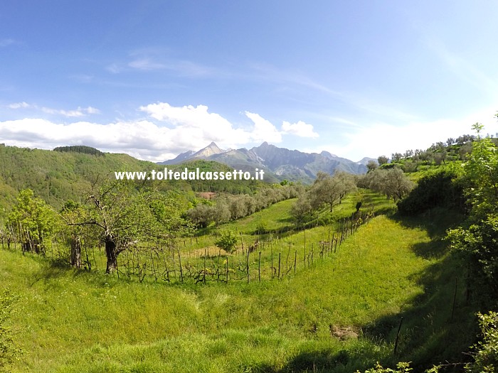 ALPI APUANE - Sullo sfondo di terreni coltivati a Reusa