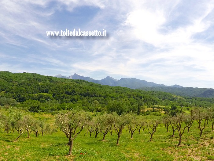 ALPI APUANE - Sullo sfondo di un uliveto a Moncigoli